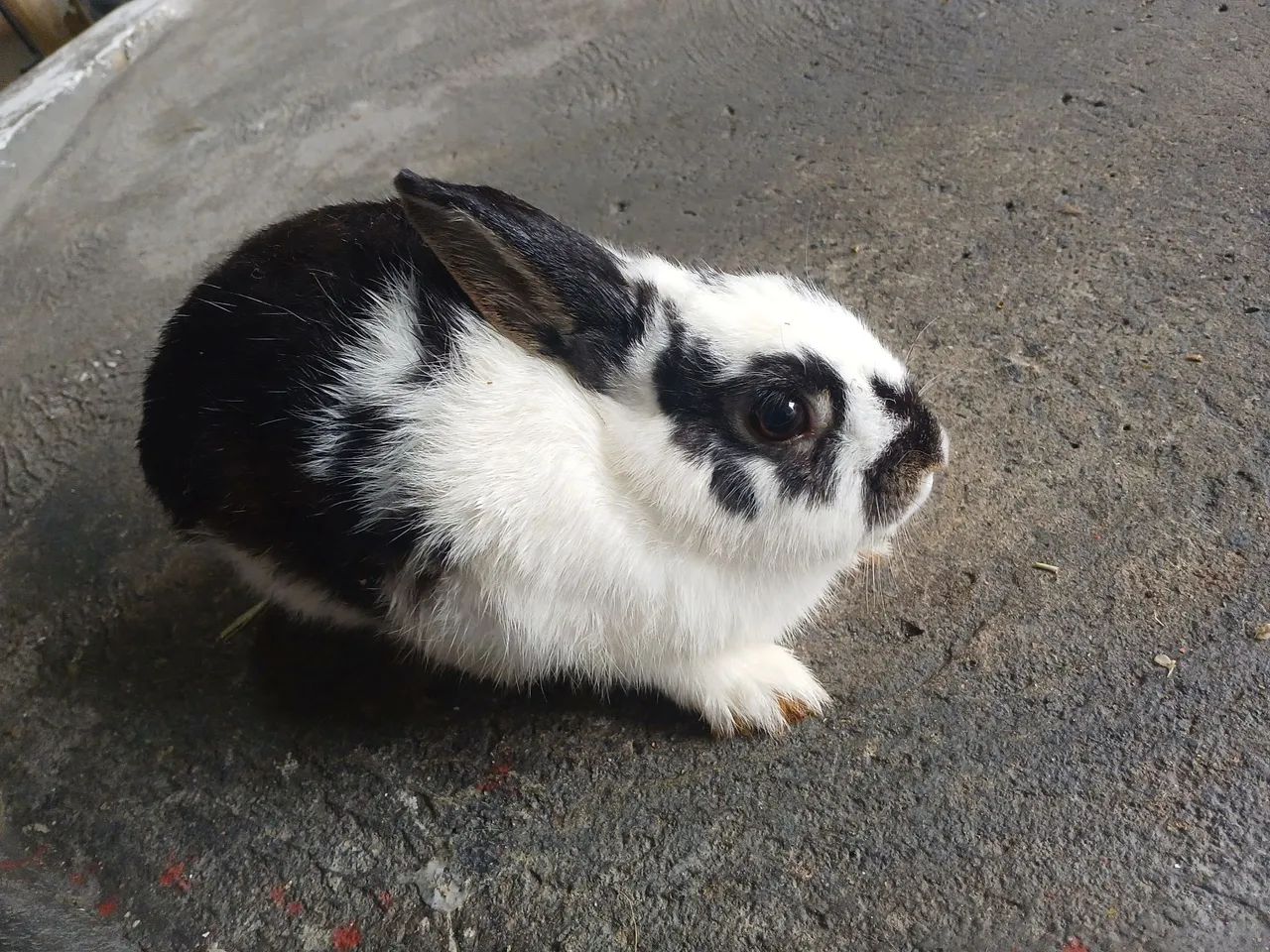 Coelhos  - Foto 3