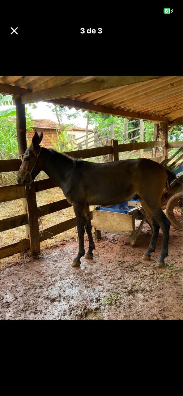 Vendo burro  - Foto 2