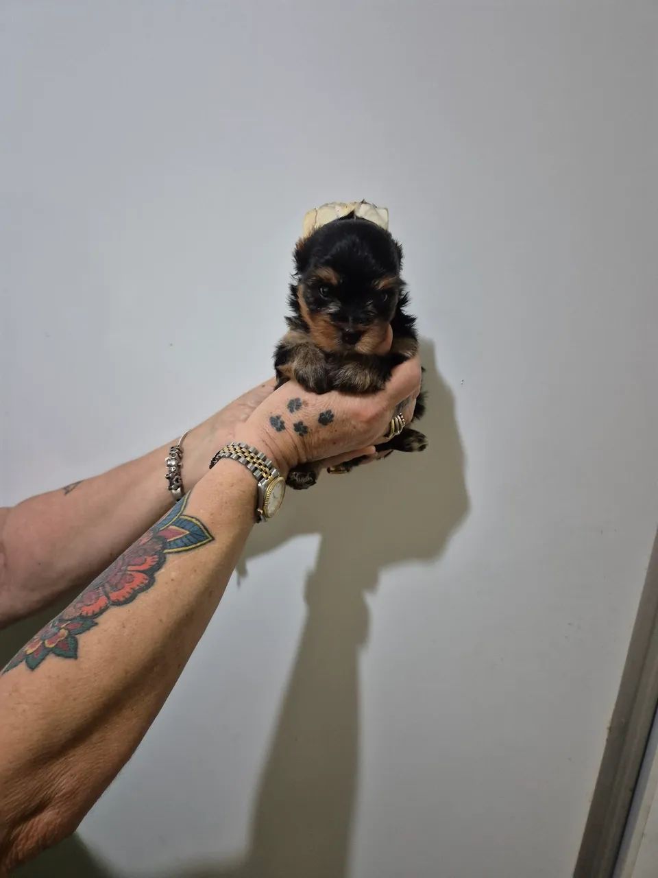 Yorkshire terrier  - Foto 5