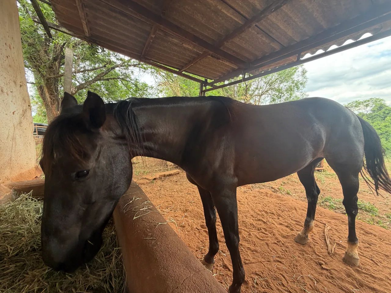 Égua Quarto de Milha - Foto 3