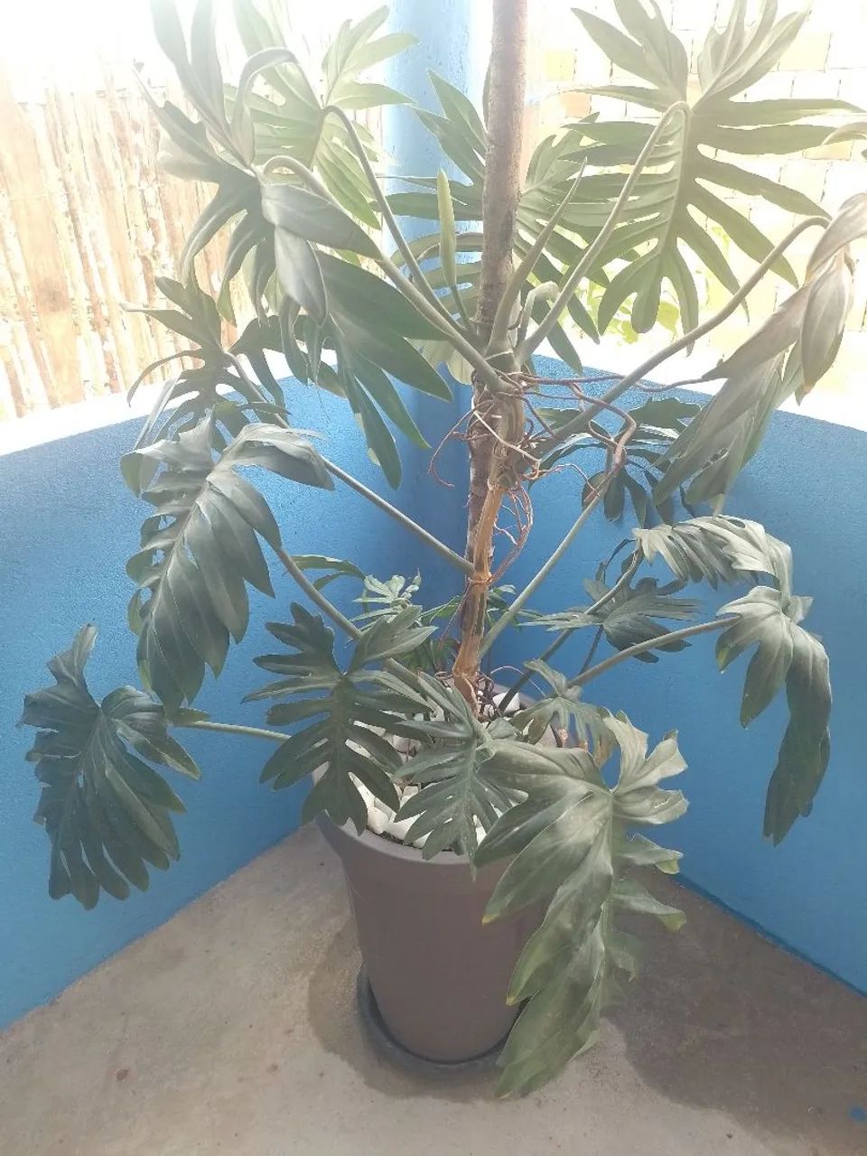 Plantas diversas  - Foto 2
