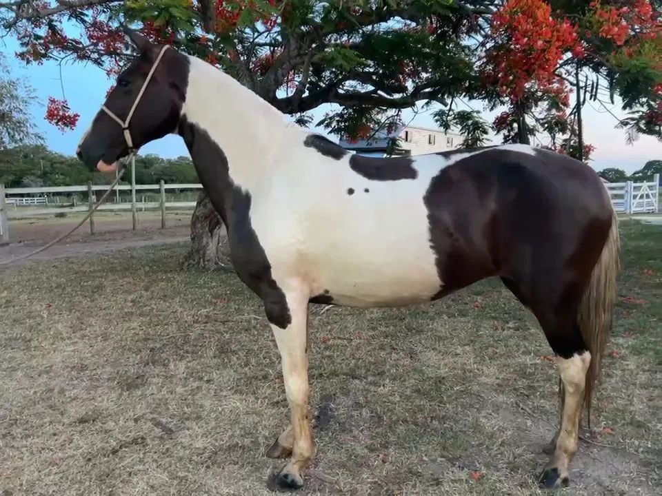 Egua Mangalarga Sem Registro Marcha Batida  - Foto 4