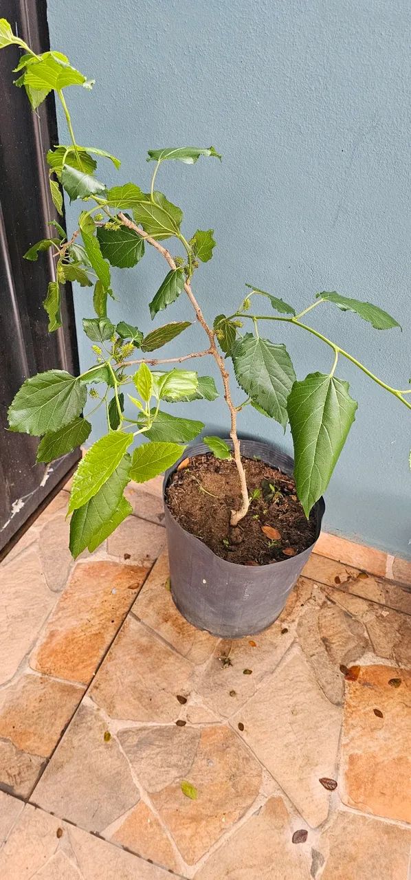 Mudas amora gigante  - Foto 2