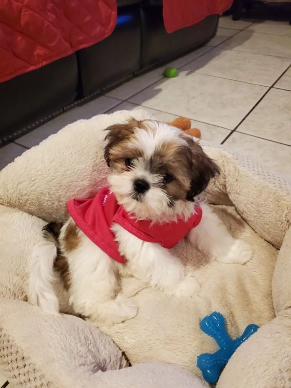 Shih tzu disponivel 