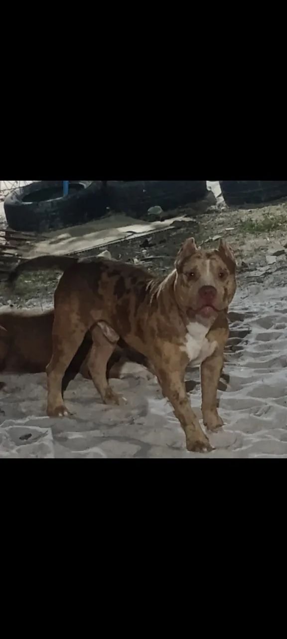 Cachorro 
