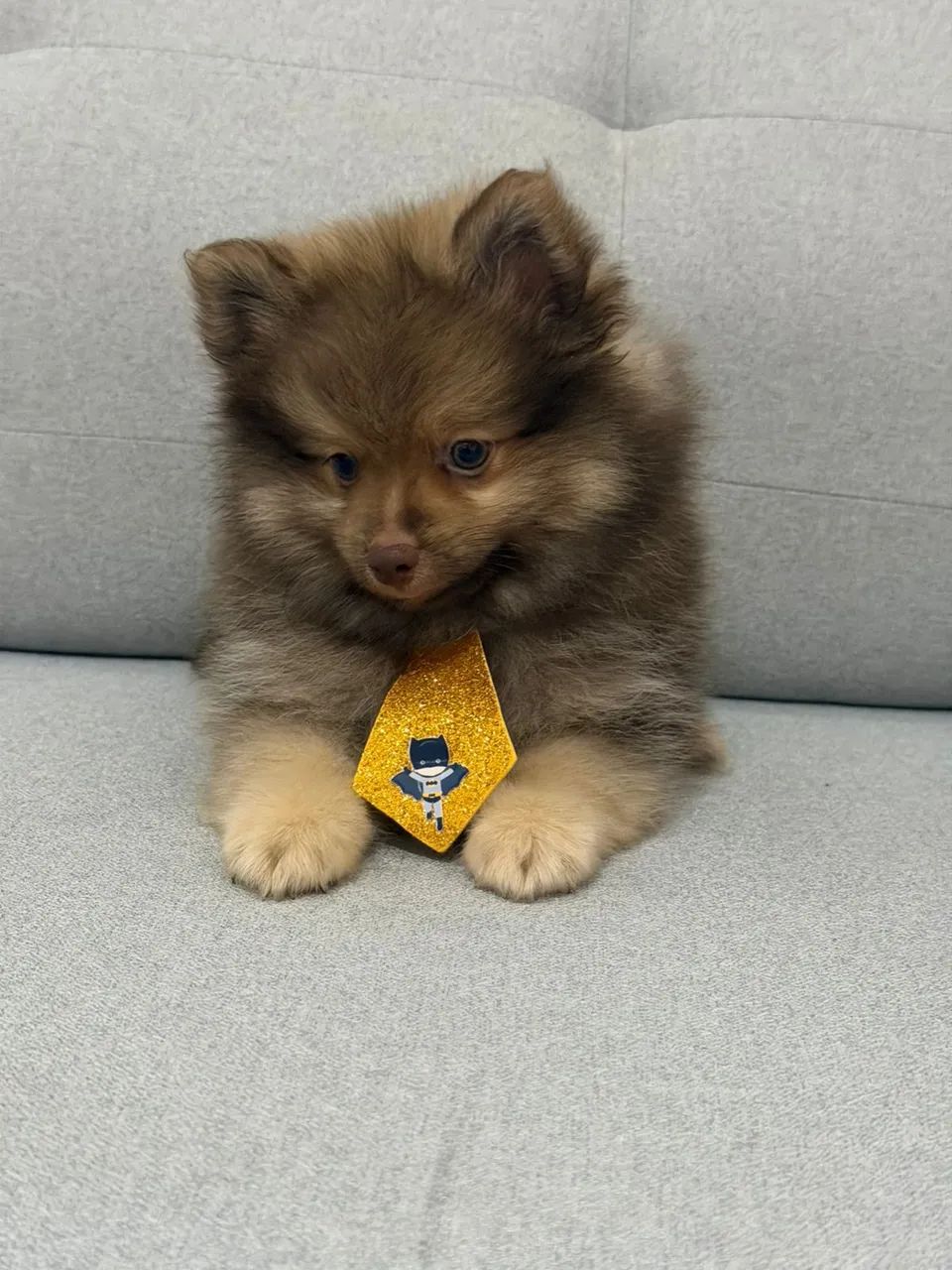 Filhote de spitz alemão  - Foto 2