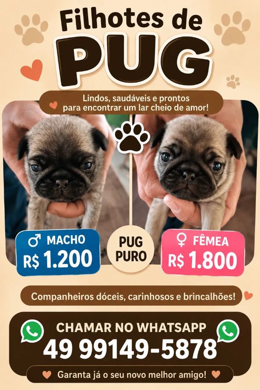 Pug