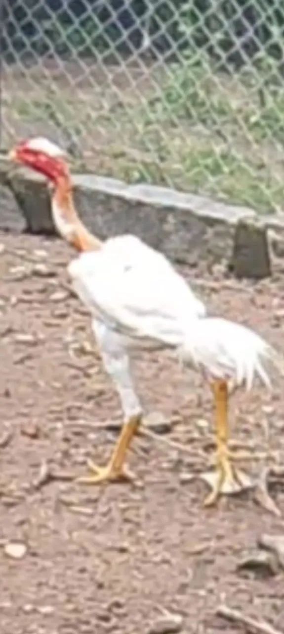 Aves.