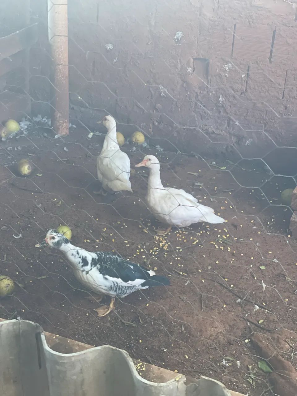 Patos - Foto 2