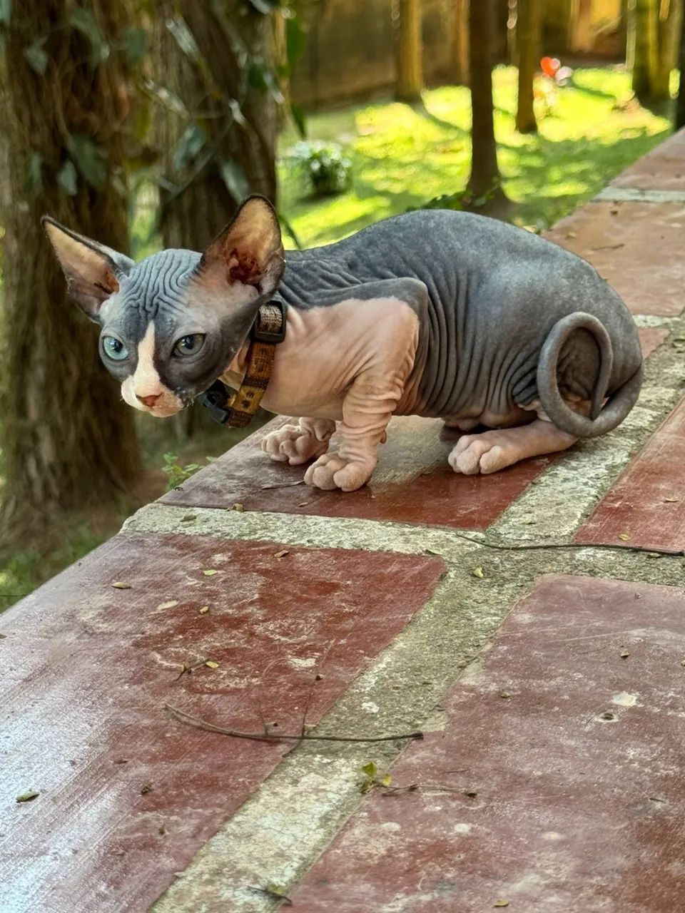 Filhotes de Sphynx - Foto 4