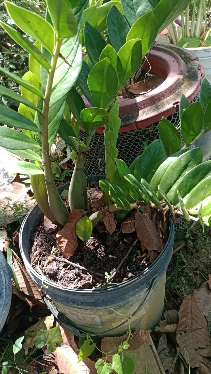Plantas  - Foto 2