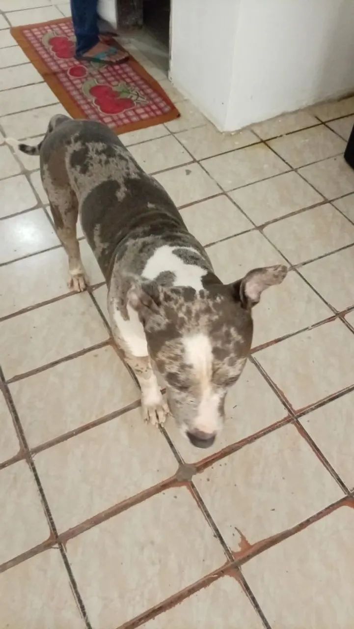 Filhote de American bully - Foto 4