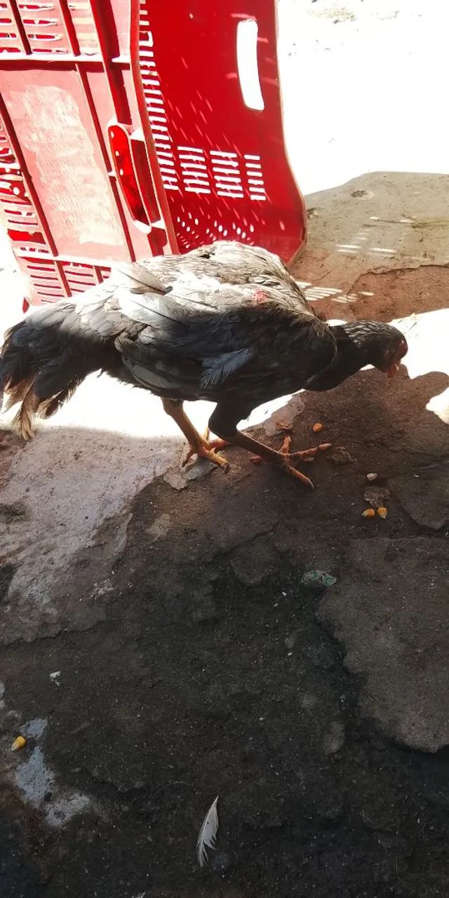 Galinha de raça 