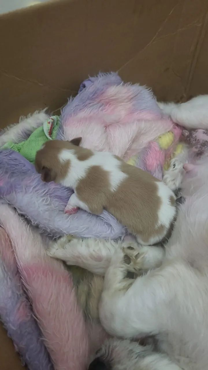 Vendo cachorro 