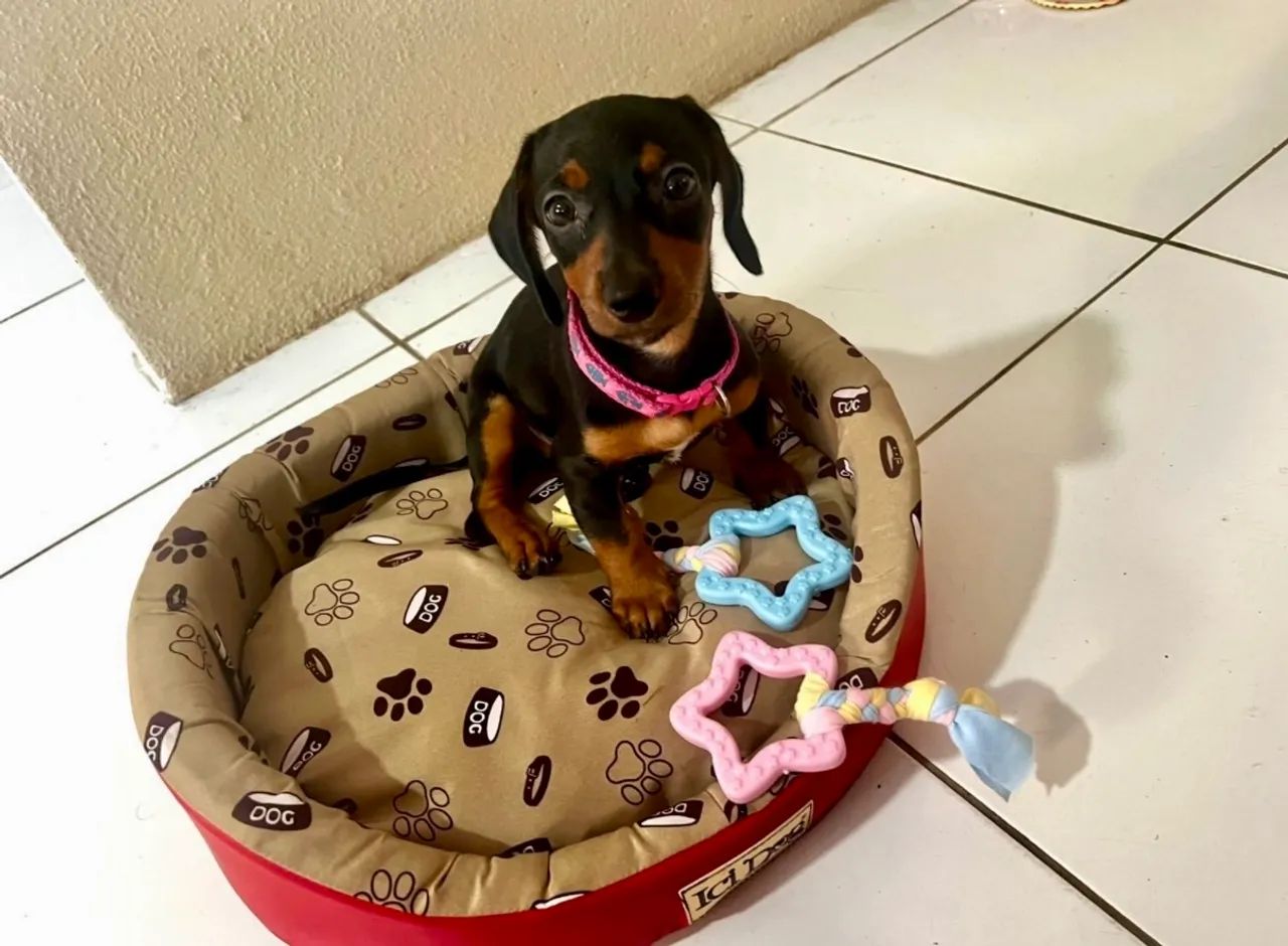 Cama Pet  - Foto 4
