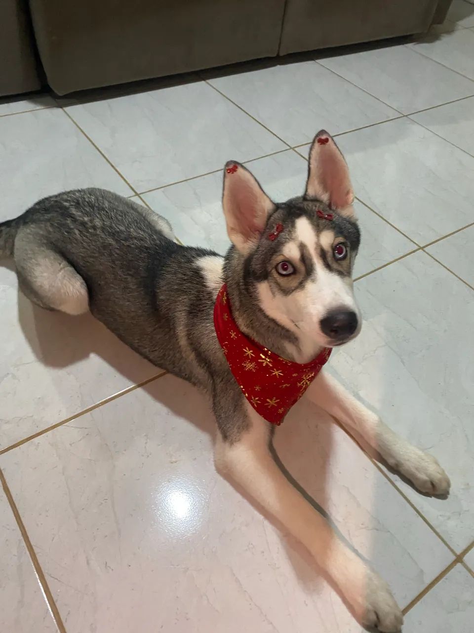 Doação de Husky Fêmea LEIA O ANÚNCIO ANTES DE ME ENCHER DE MENSAGENS  - Foto 5