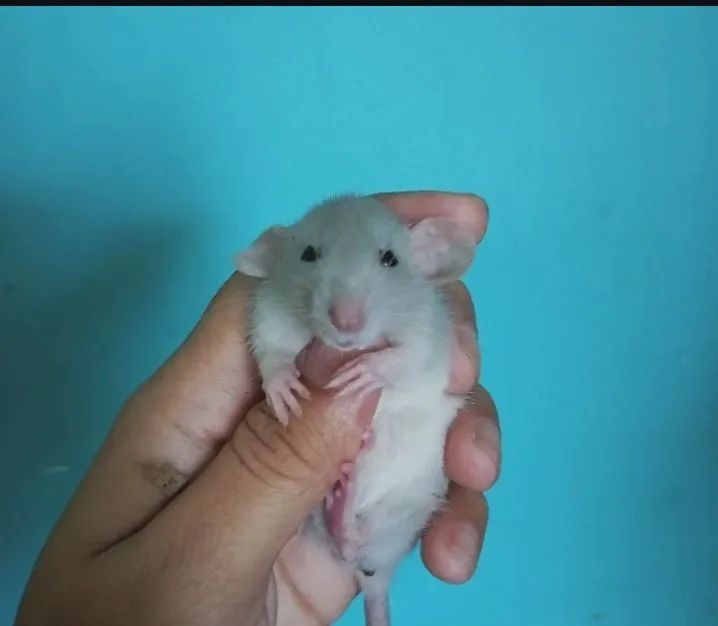 Ratos Twister pet disponíveis  - Foto 2
