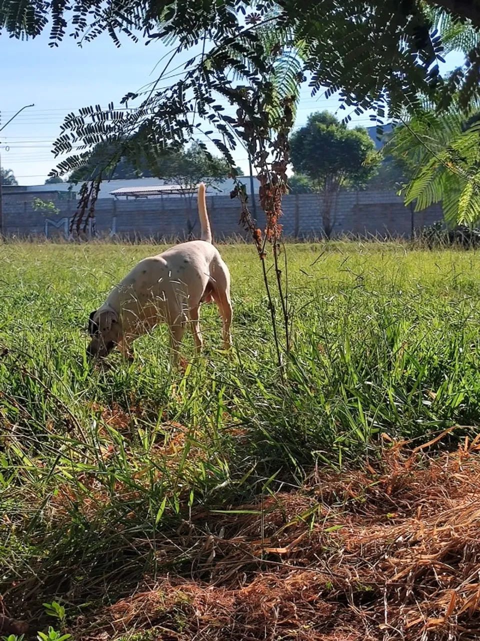 Doação de cachorro - Foto 3