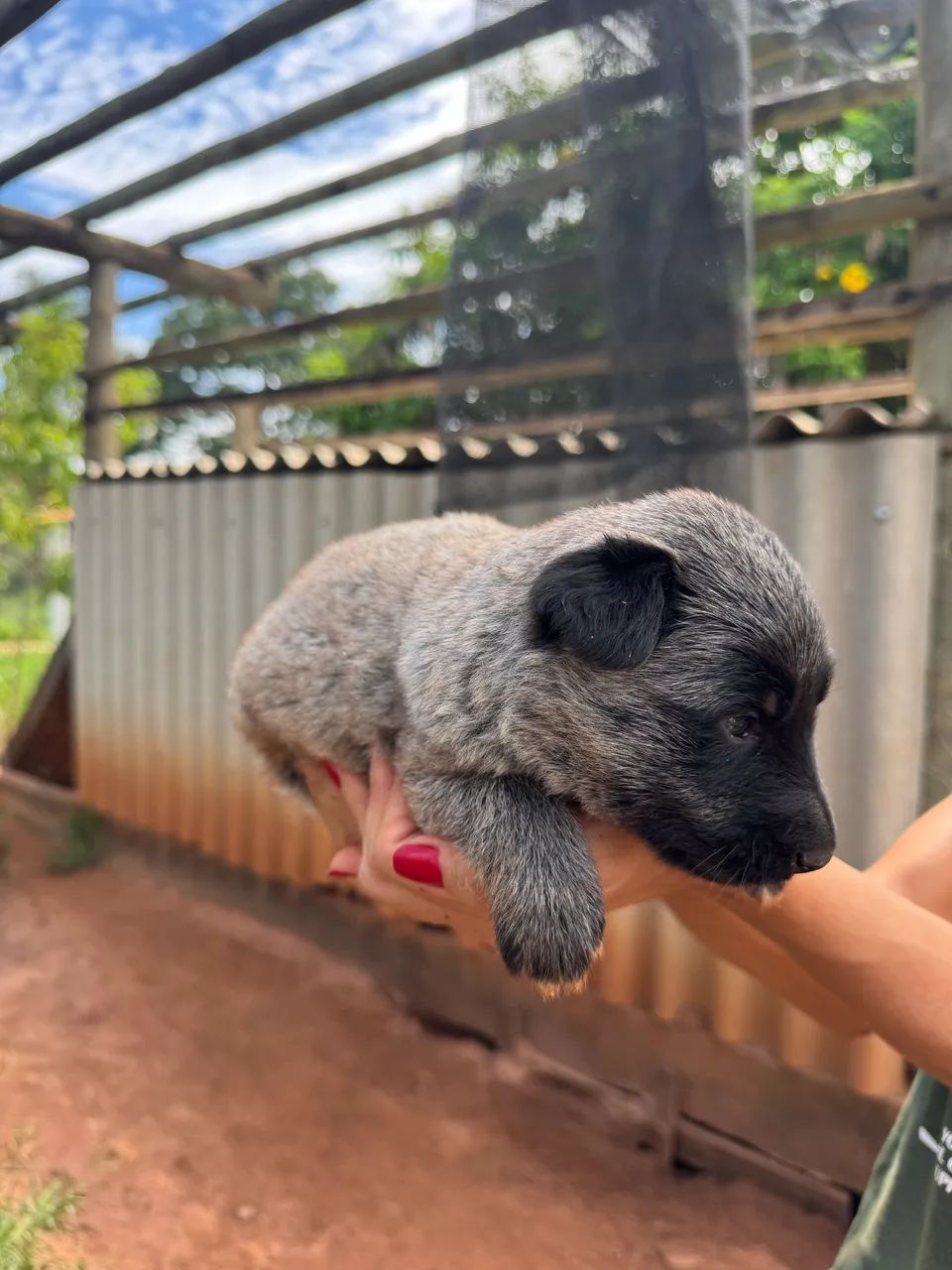 Filhotes pastor belga Groenendael e Tervueren com pedigree  - Foto 2