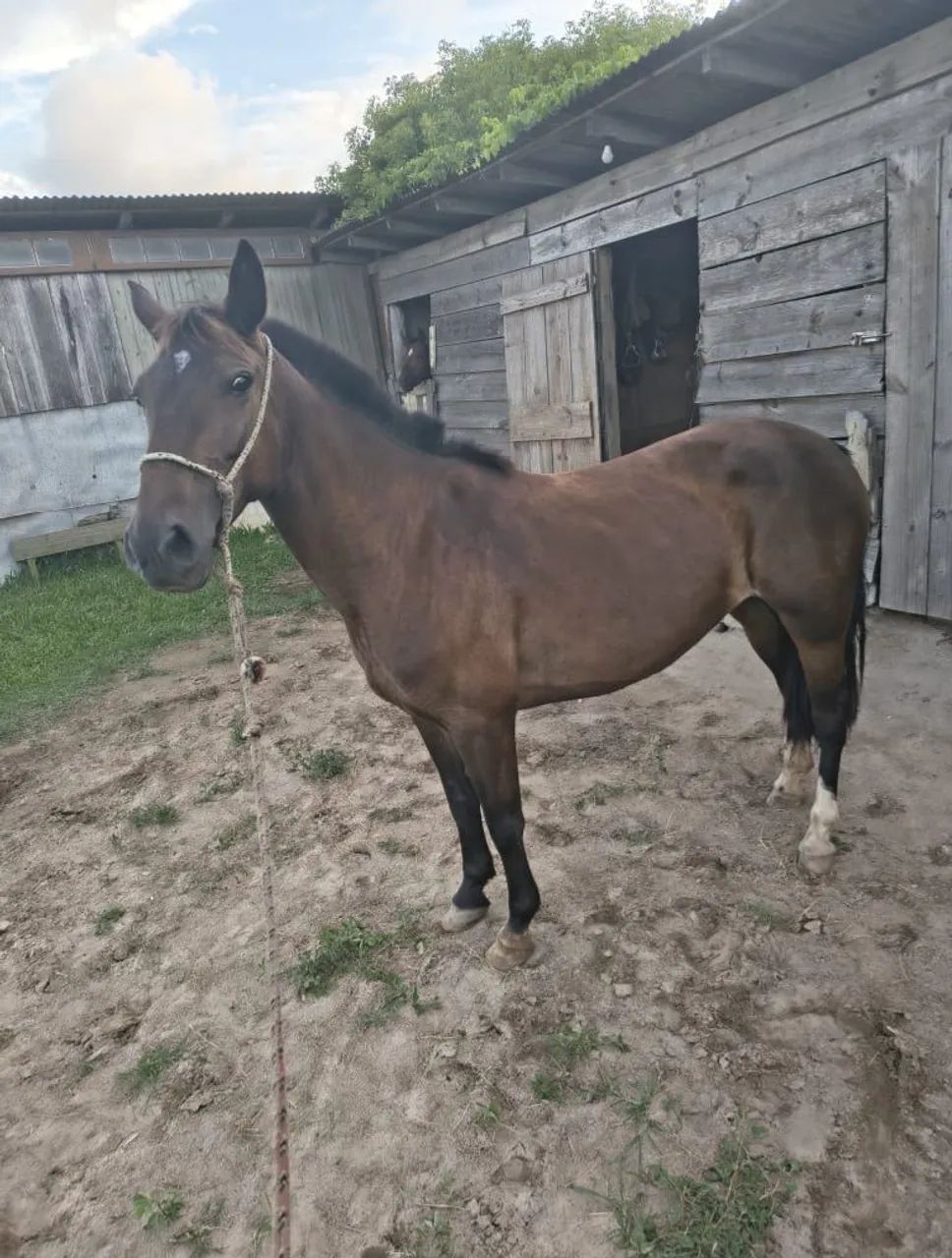Linda égua crioula para vend@. - Foto 3
