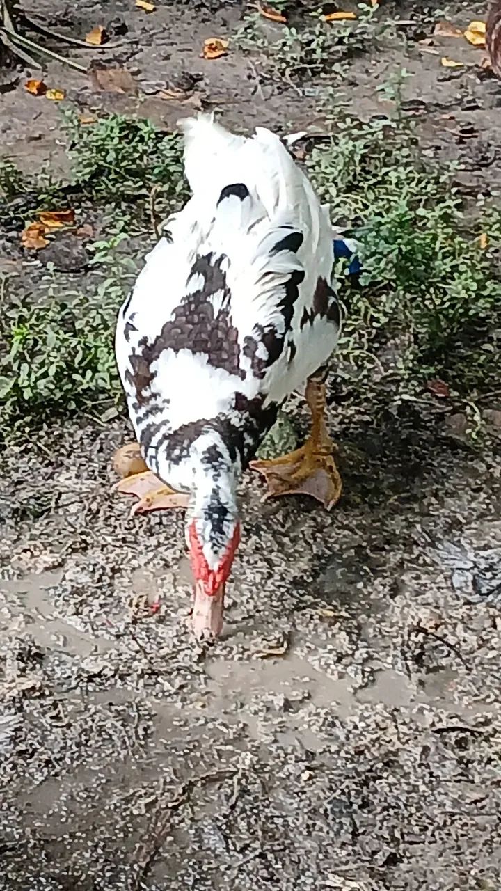 Vende-se patos adultos - Foto 3