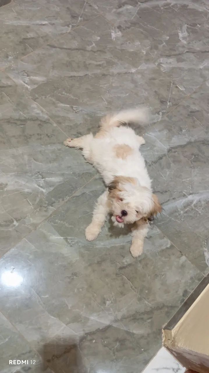 Vendo cachorrinha Shitzu  - Foto 2