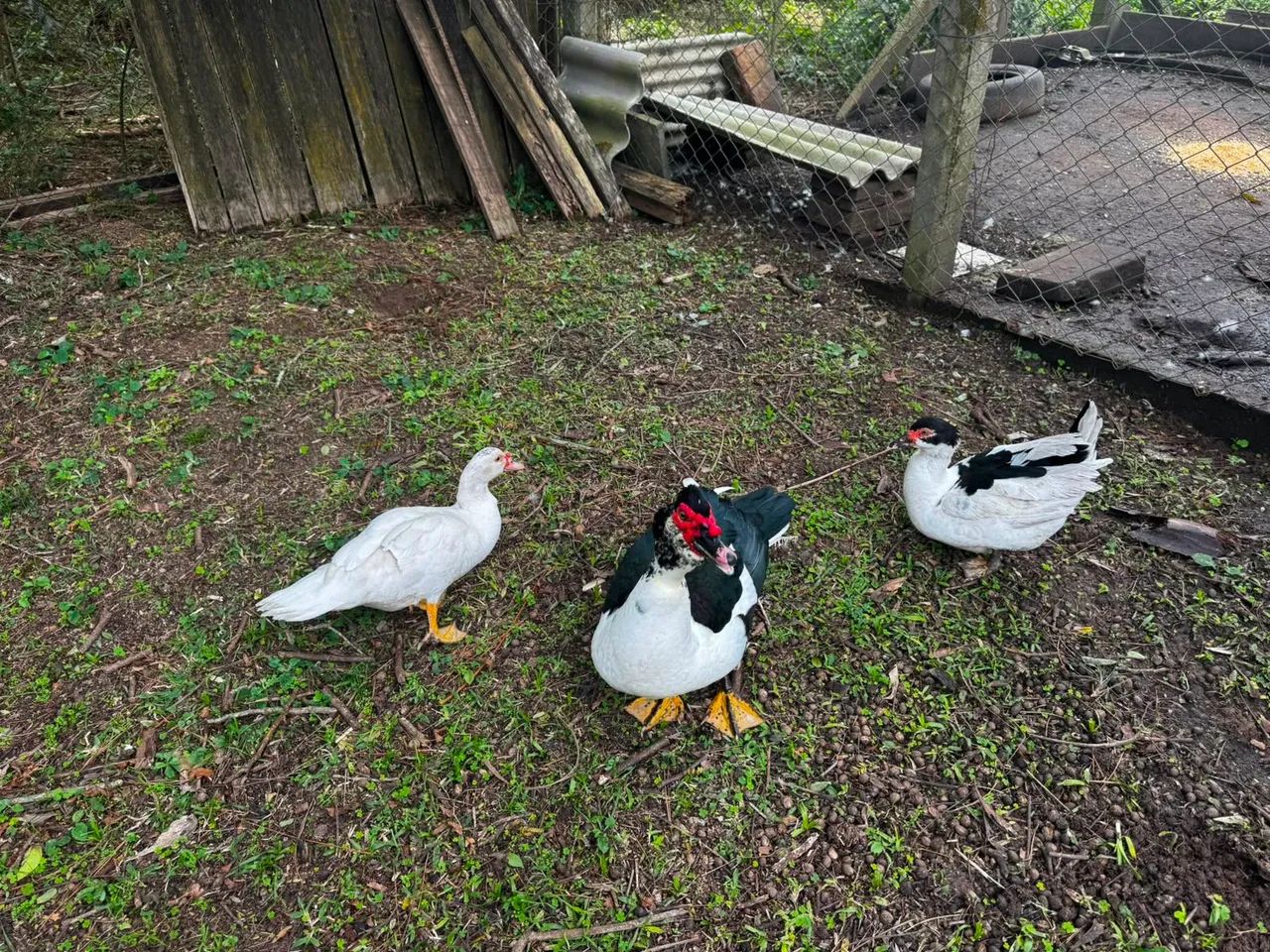 Vendo patos 