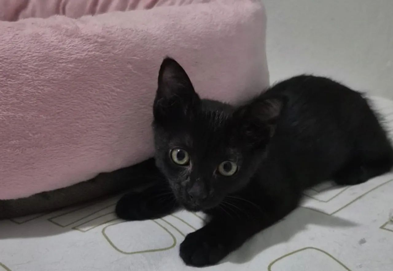 Filhotes  pretinhas adoção responsável  - Foto 3