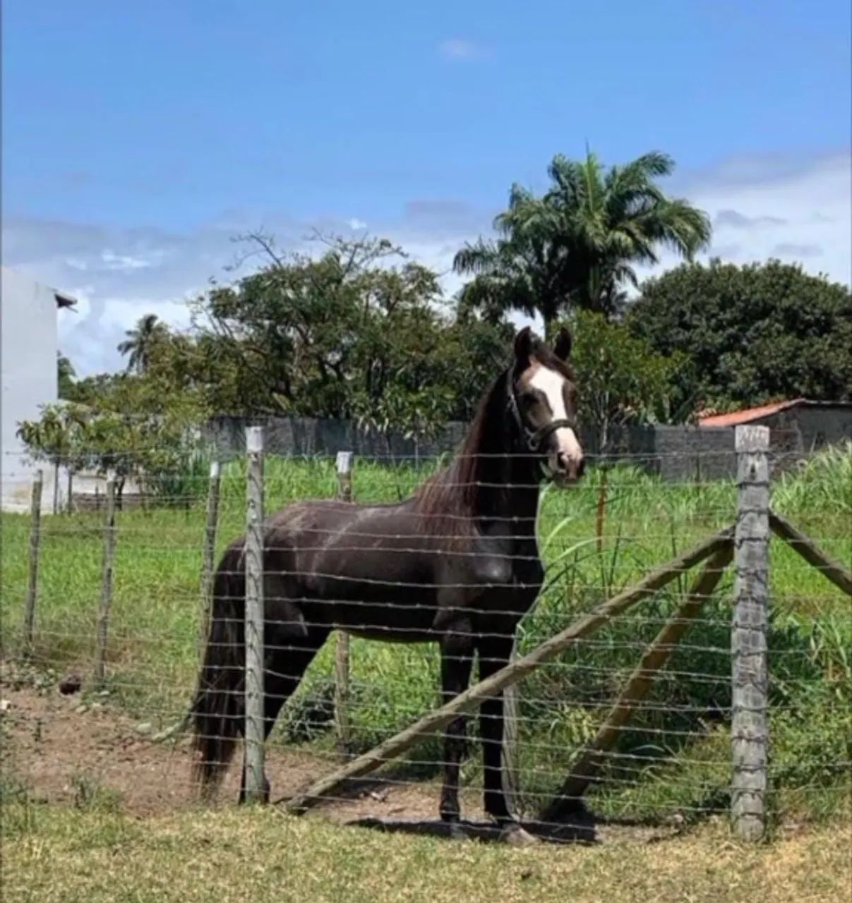  Cavalo Mangalarga  - Foto 3