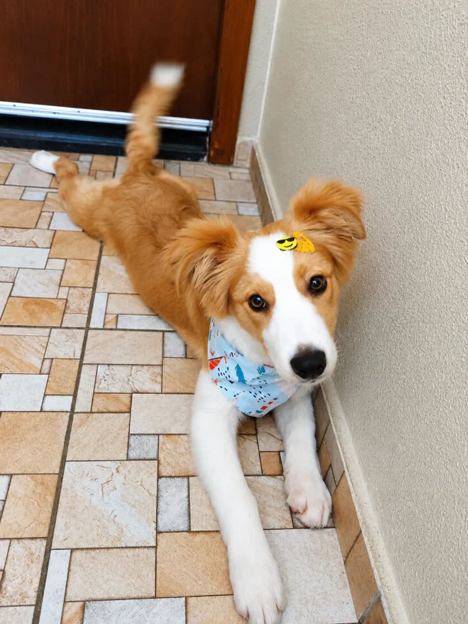 Boder collie  - Foto 4
