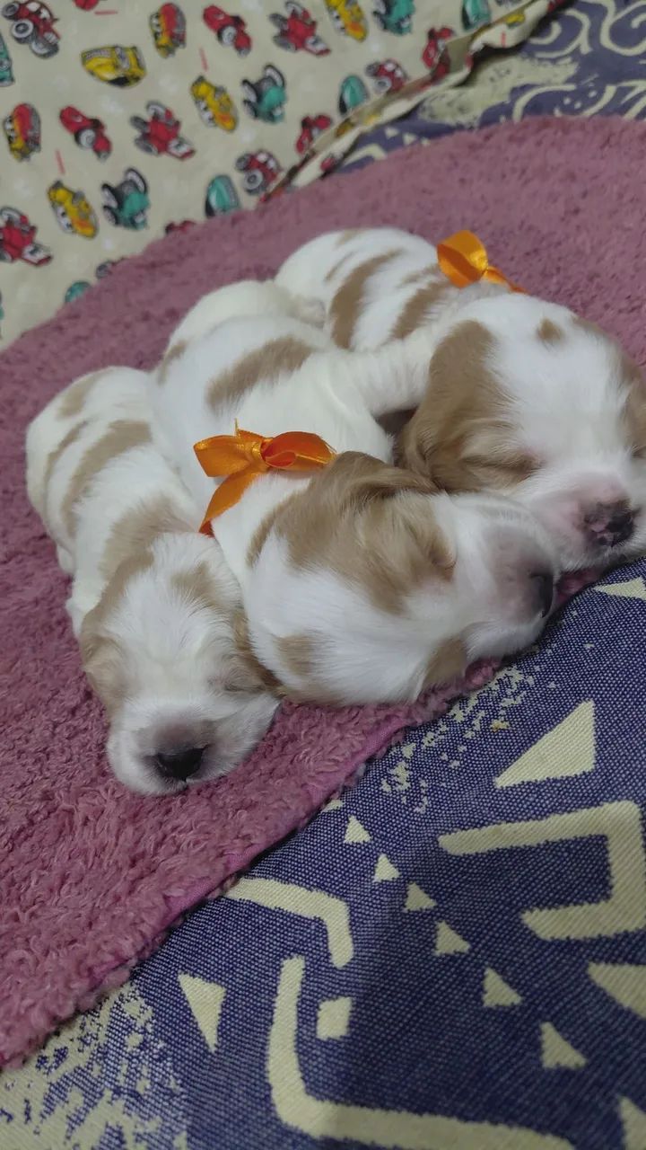 Filhote de cocker spaniel  - Foto 3