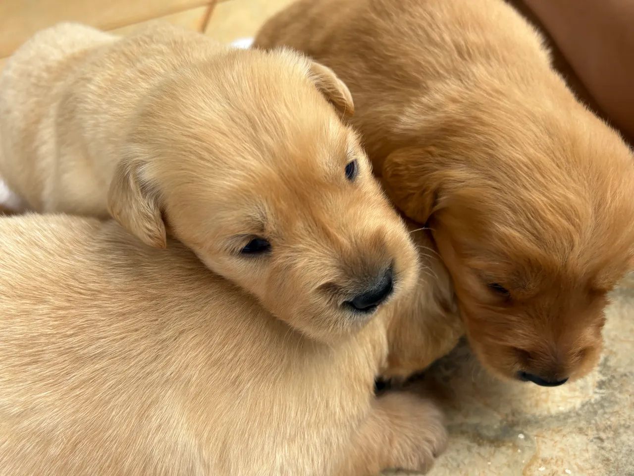 Golden retriever  - Foto 5