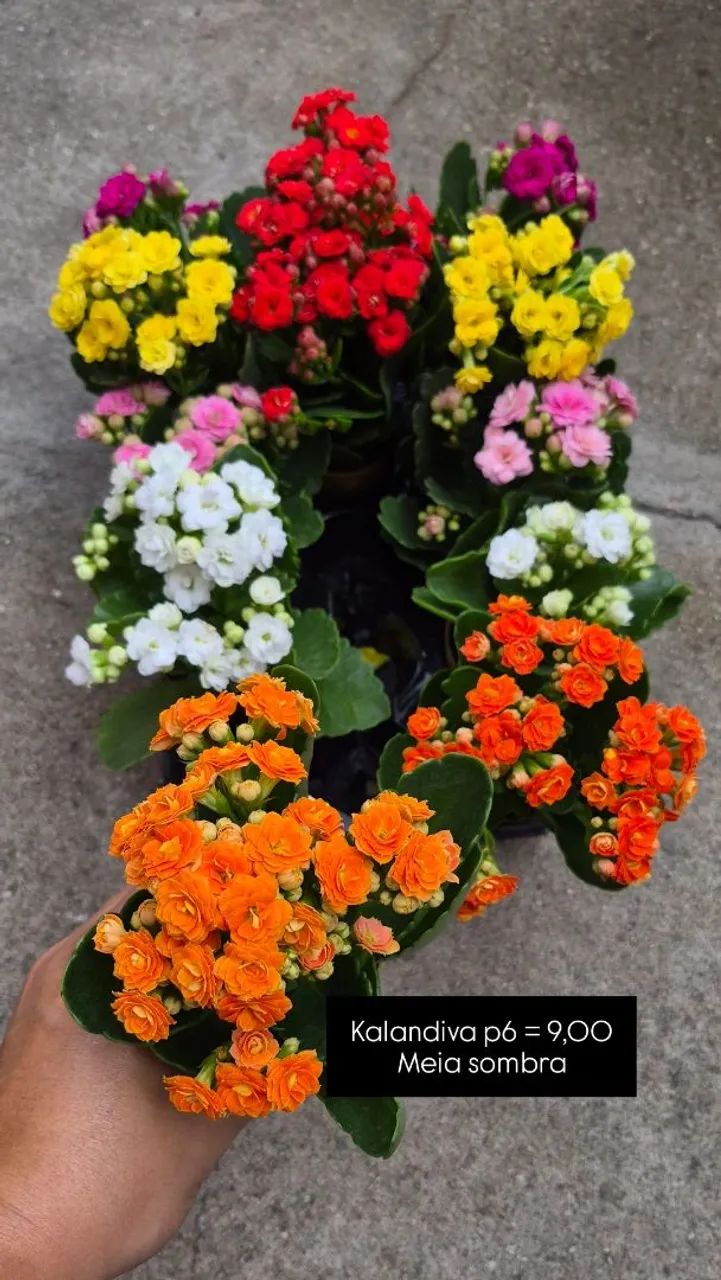 Plantas - Foto 2