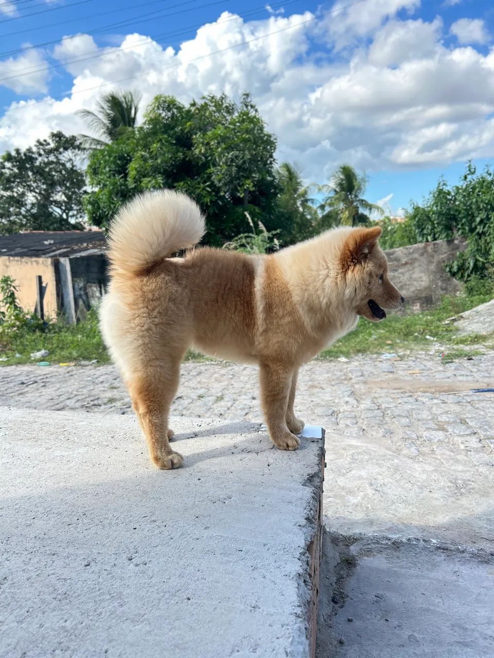 Cachorra fêmea 