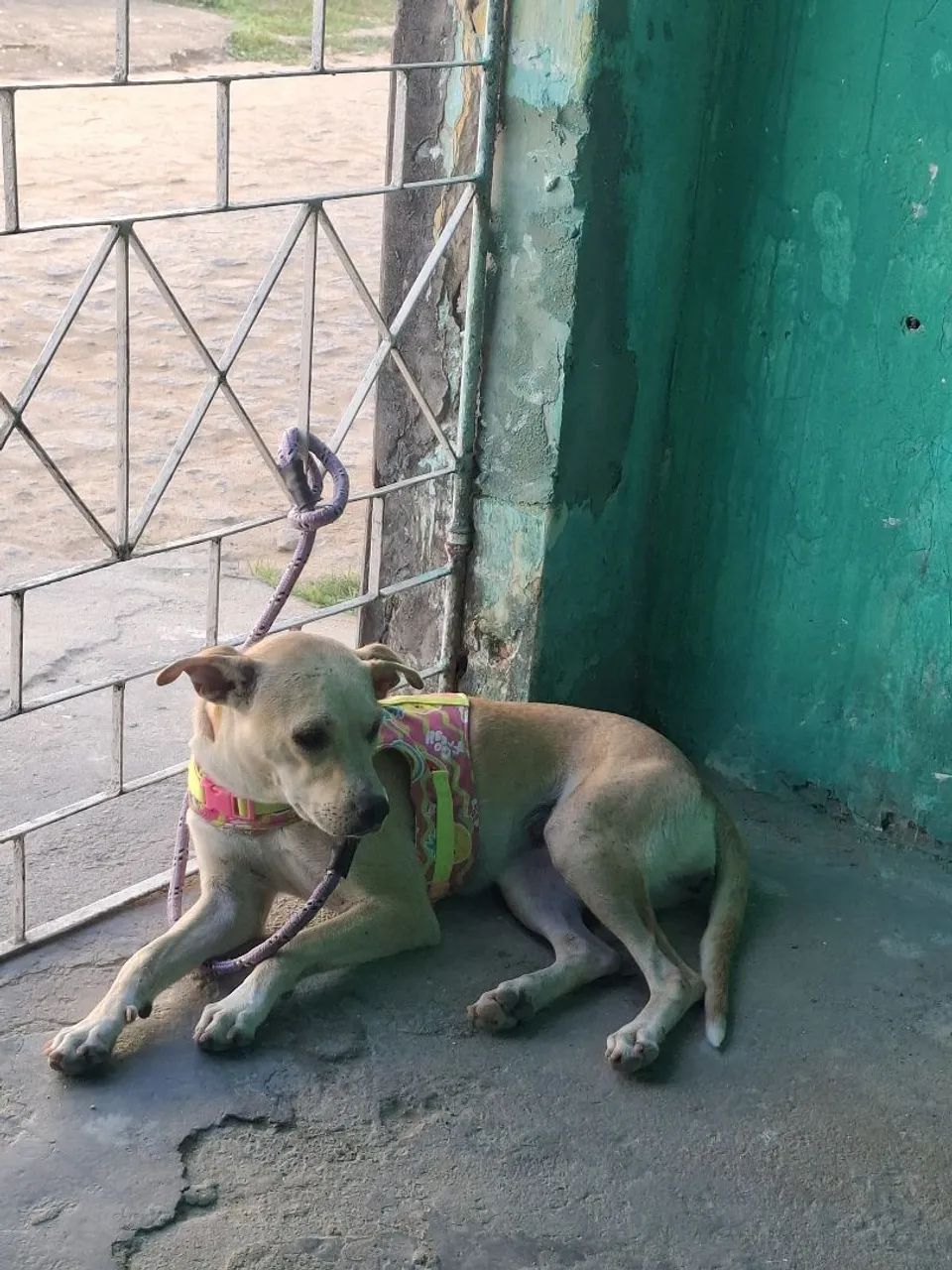 Doação de cachorrinha - Foto 5