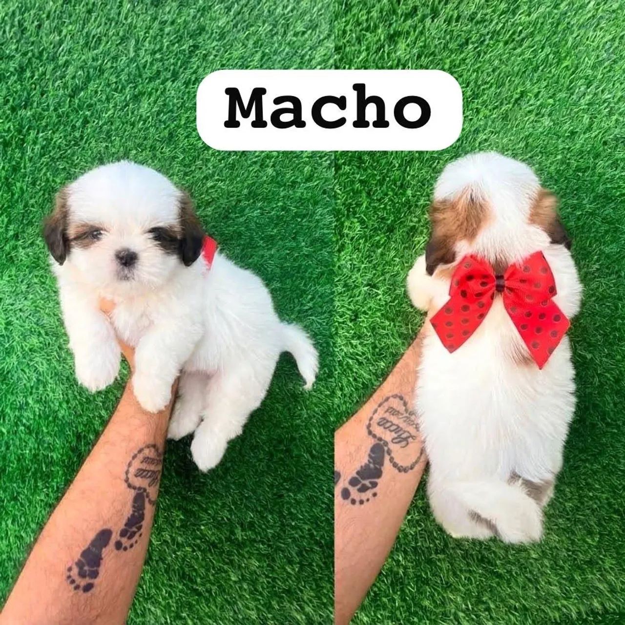 Shitzu macho 