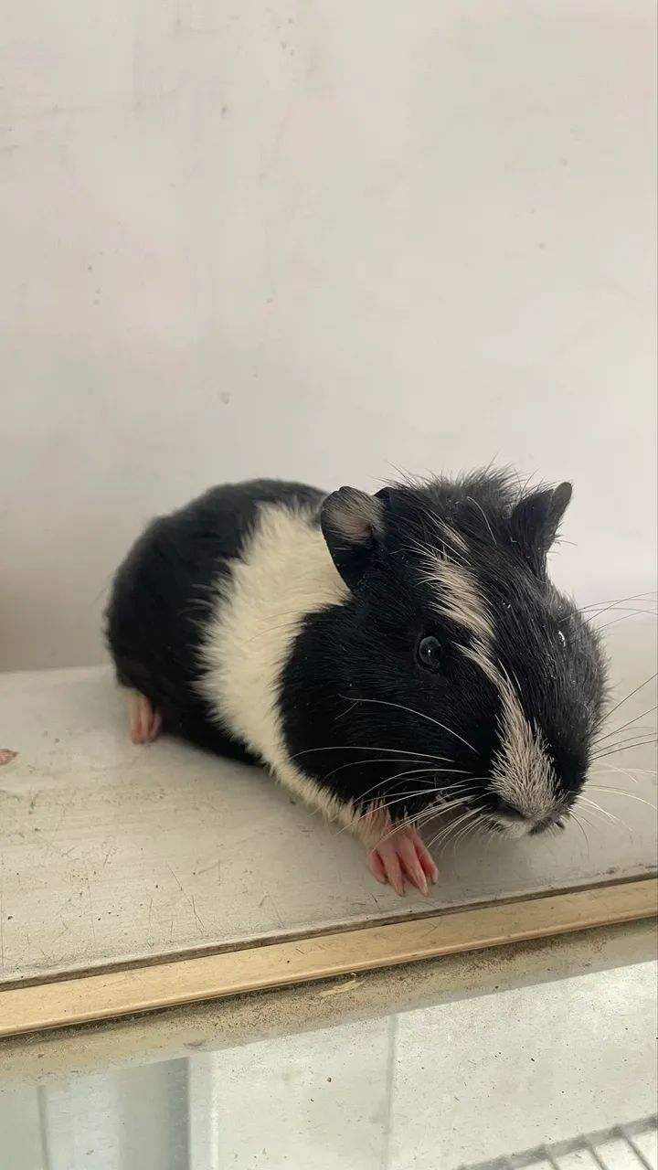 Porquinho da índia 