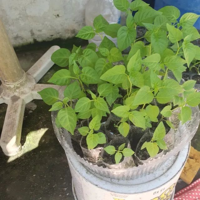 Pe de pimentas variados - Foto 3
