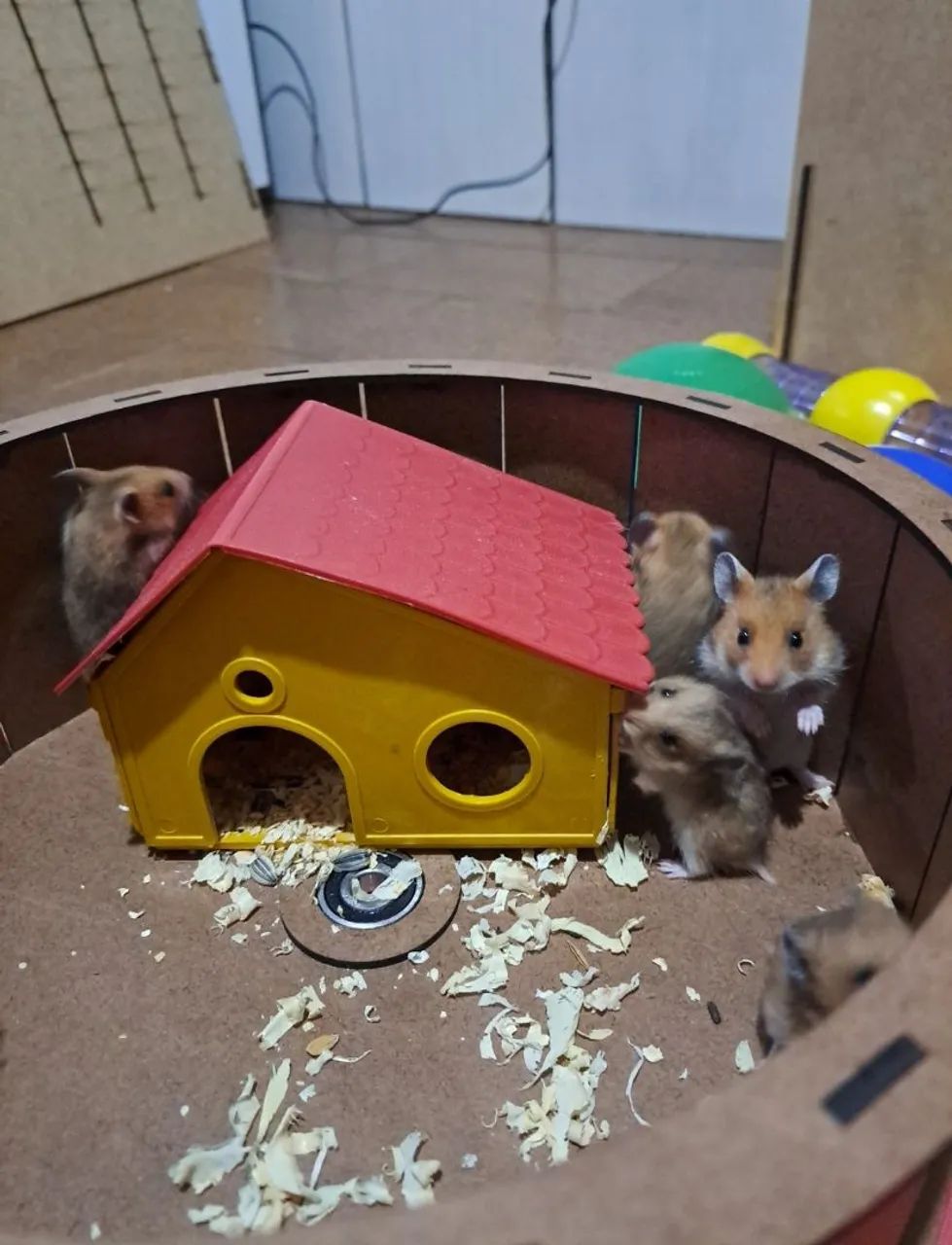 Hamster-sírio, filhotes 