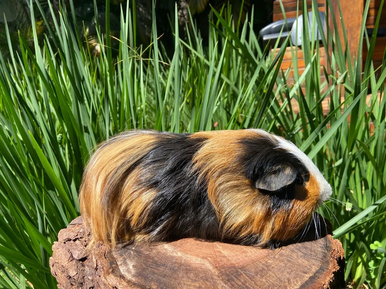 PORQUINHO DA ÍNDIA SHELTIE EXCLUSIVO: O PET PERFEITO PARA SUA CASA OU APARTAMENTO!