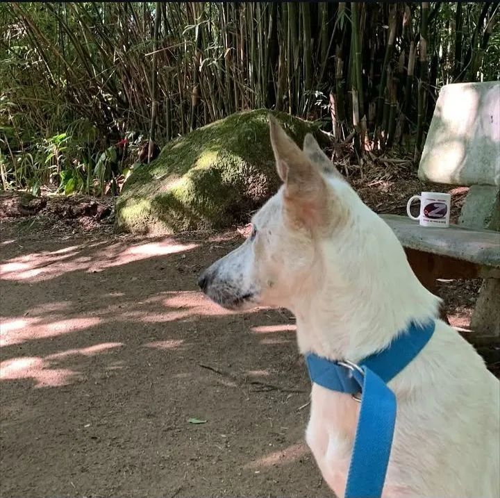 Doa se pastor de 1 ano - Foto 2