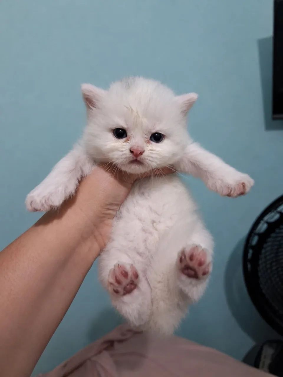 Gato Persa  - Foto 3