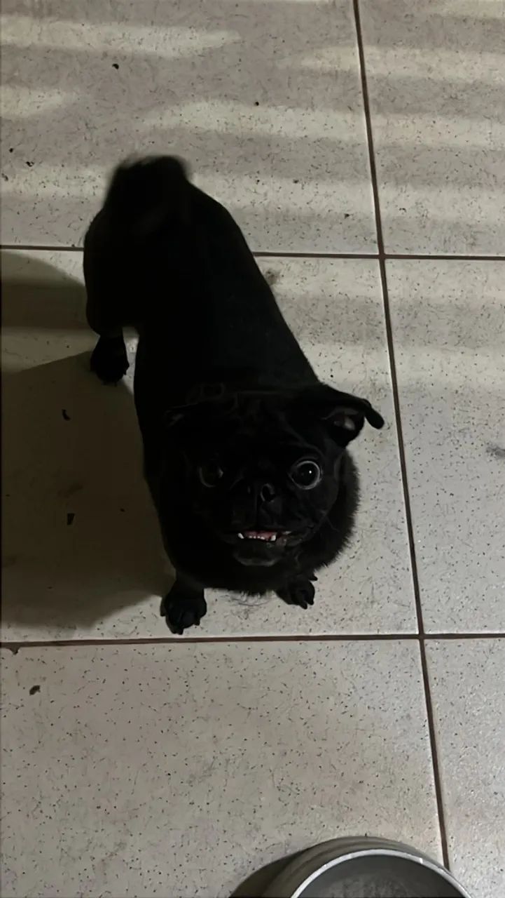 Casal de cachorros  - Foto 2