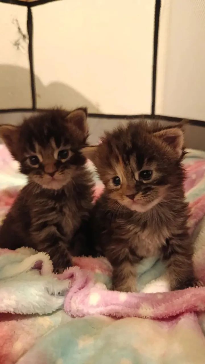 Maine coon
