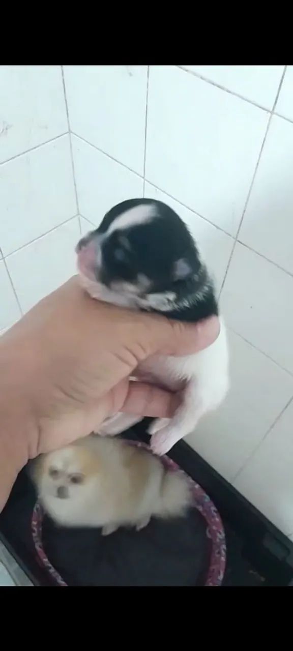 Lulu da Pomerânia  - Foto 3