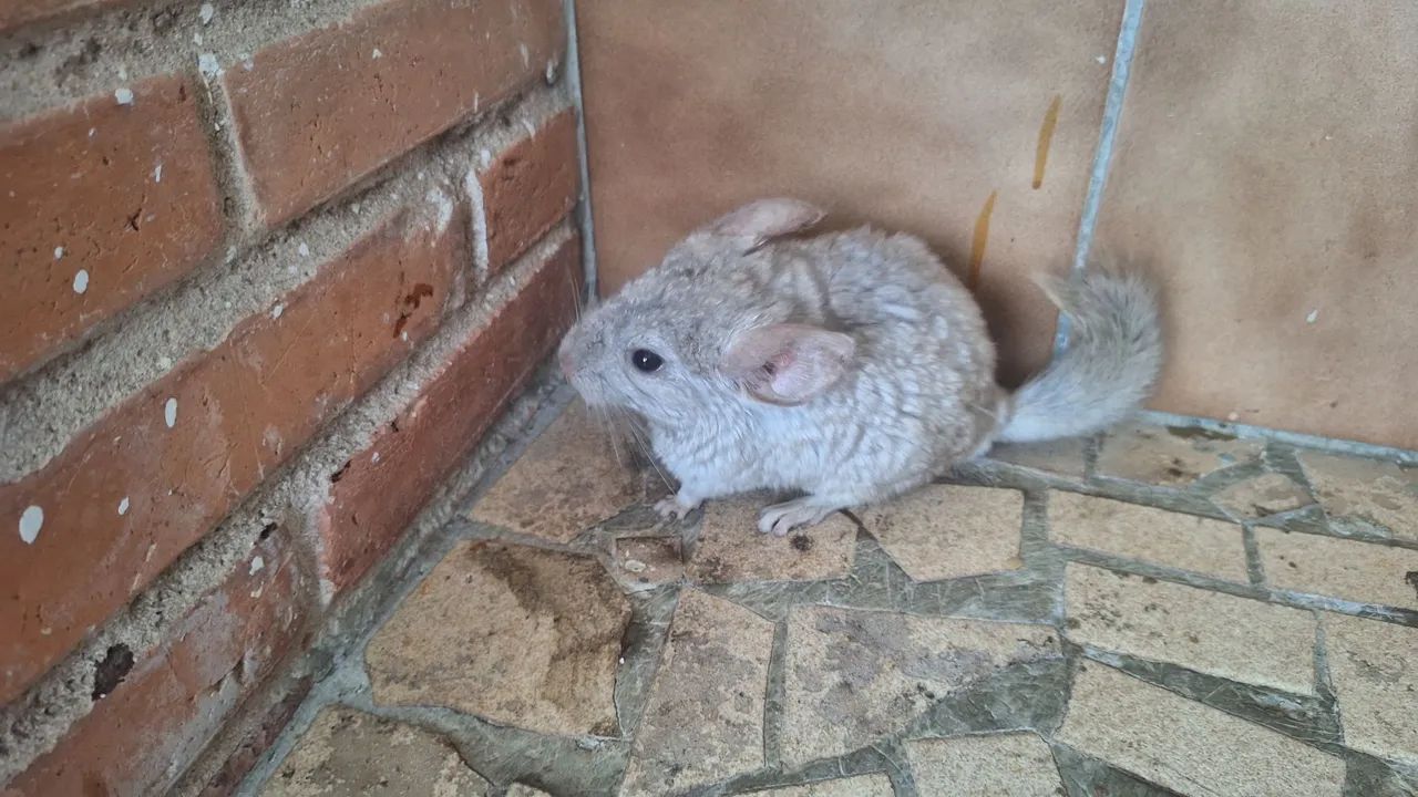 Chinchila  - Foto 4