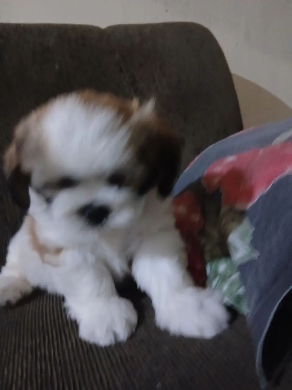 Filhote de ilhasa Apso com pedigree  - Foto 4
