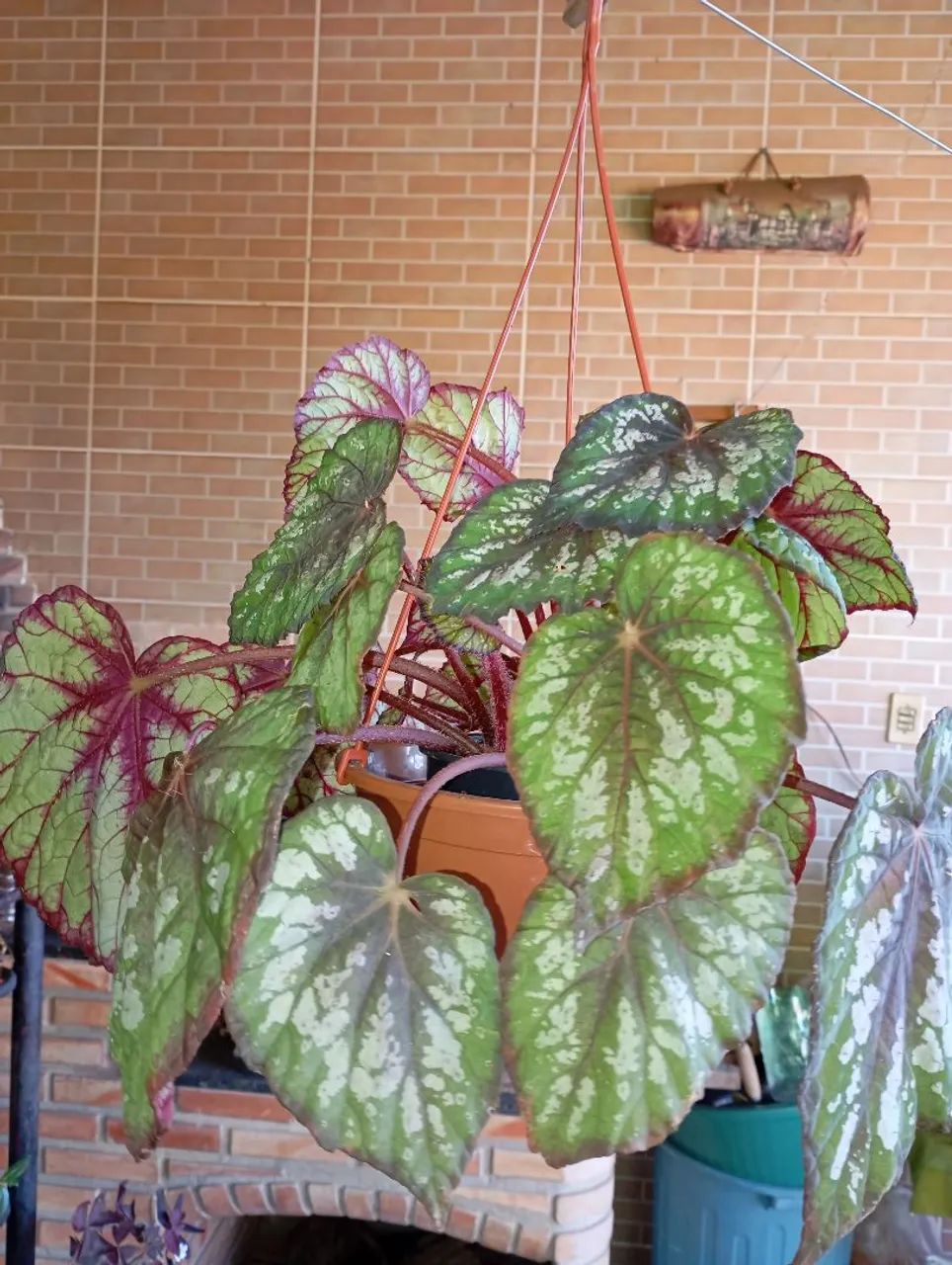 Sementes e plantas  - Foto 3