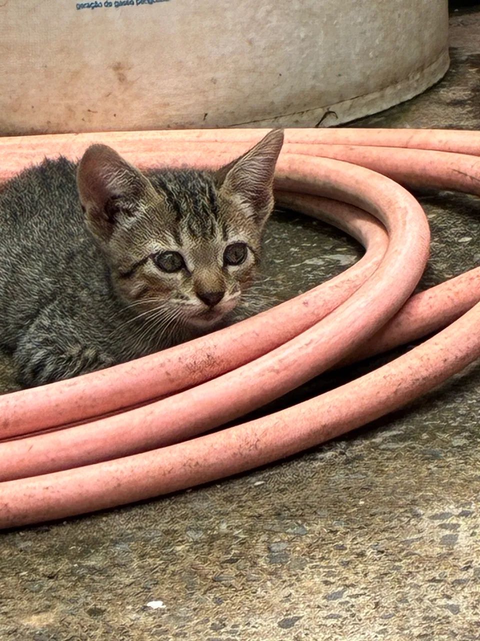 Gatinhos fofos para doação responsável  - Foto 4