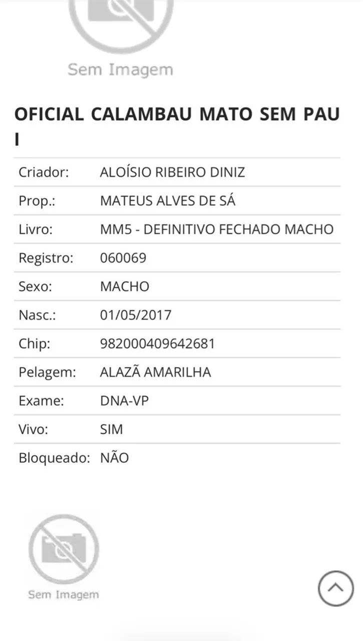 Garanhão loiro - Foto 4